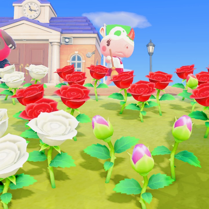 Our very first hybrid flower on Starlight starts to bloom - a pink rose! Princess's favorite.