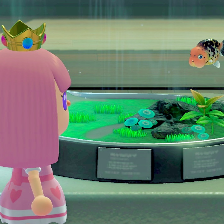 Princess meets the gaze of the Ranchu Goldfish.